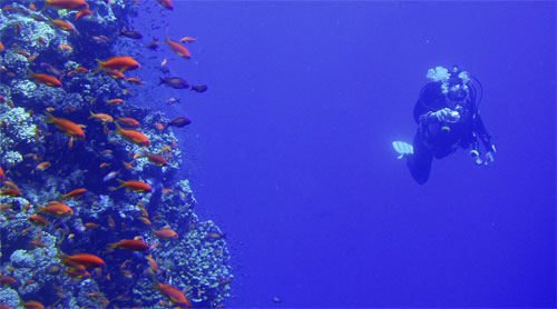 Trident diver in the Red Sea
